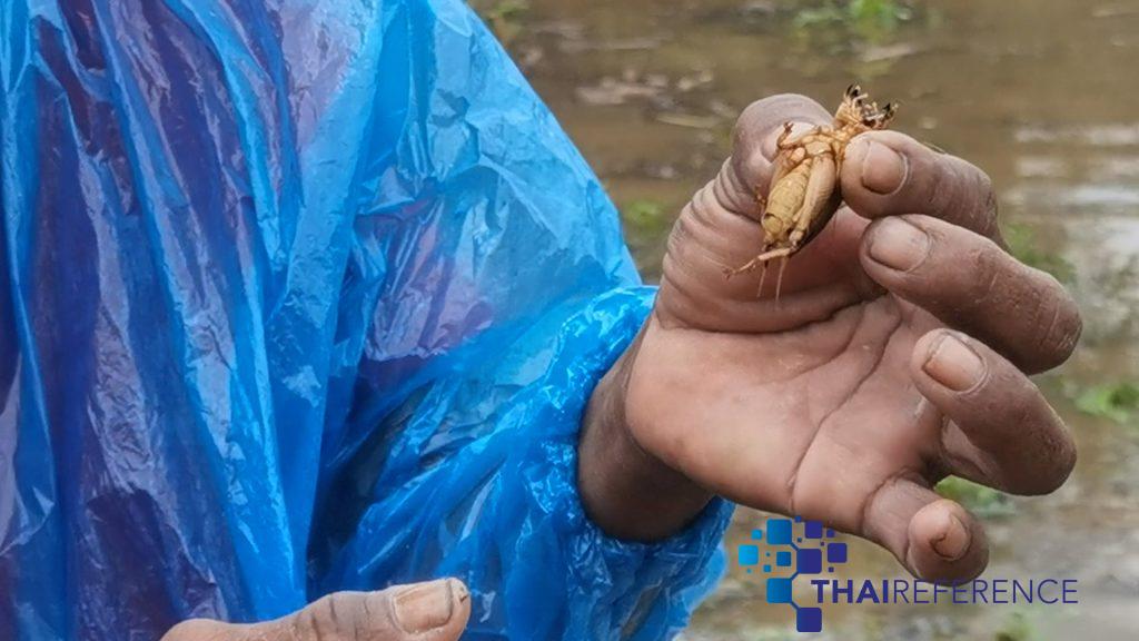 มุกดาหาร น้ำท่วมชาวบ้านพลิก วิกฤต ให้ เป็น โอกาสหาจิดโป่มไว้กินและขายส่างรายได้ อาสาไทยยืนยัน Thai Reference