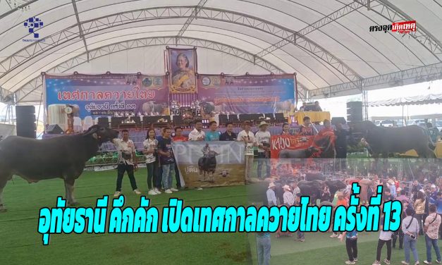 อุทัยธานี คึกคัก เปิดเทศกาลควายไทย ครั้งที่ 13  มีการประมูลซื้อควาย ซื้อขายในงานไม่ต่ำกว่า 5 ล้าน