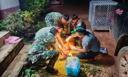 แม่ฮ่องสอน   ชาวบ้านและเจ้าหน้าที่เร่งช่วยเหลือเก้งพลัดหลงเข้าชุมชนโกลาหล