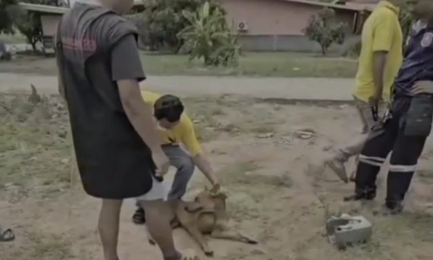 ปราจีนบุรี  กู้ภัยฯช่วยตูบหัวติดปี๊บขนมปัง