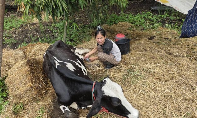 สกลนคร เกษตรกรครวญน้ำนมดิบราคาต่ำหัวอาหารสูงใกล้เจ๊ง