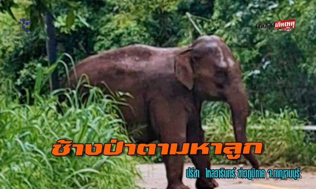 กาญจนบุรี เจ้าหน้าที่อุทยานลำคลองงู พบแม่ช้างที่คาดว่าน่าจะเป็นพัง”สุขสันต์” แม่ของข้าวต้ม พยายามเดินทางกลับไปพุชะนี คาดว่าน่าจะตามหาลูกน้อย