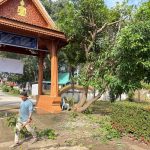 แพร่ อบต.ป่าแดง “มอบให้” จนท.งานป้องกันฯ ดำเนินการตัดแต่งและเคลื่อนย้ายกิ่งไม้ขนาดใหญ่ ที่ วัดหนองแขม