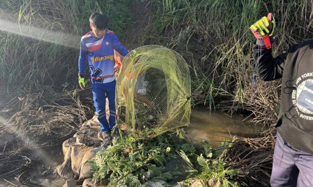 พะเยา ดักปลาได้งูเหลือมยาว 2 เมตรครึ่ง เลื้อยติดอุปกรณ์ดักปลาชาวบ้าน 