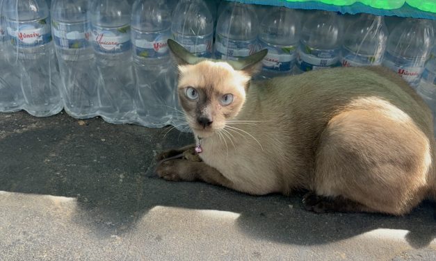 อ่างทอง คลิปความน่ารักของเจ้าแมวไลอ้อนจับลูกหนูมาหยอกล้อเล่นอย่างสนุกสนาน  แบบสบาย ชิลชิล คล้ายกับหนังการ์ตูนเรื่องทอมแอนด์เจอร์รี่  ก่อนปล่อยให้หนูวิ่งหนีไป