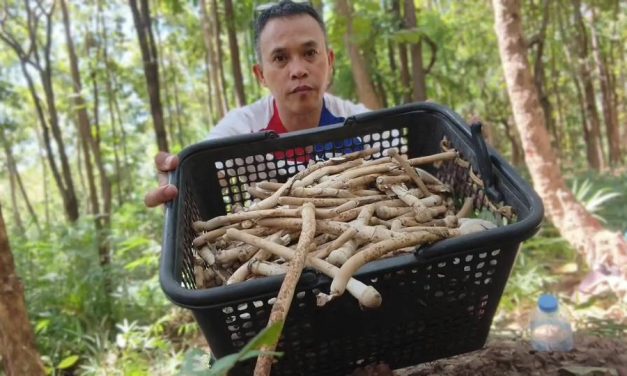 พะเยา เห็ดโคนจอมปลวกของดีจากป่า! ชาวบ้านแห่ออกหา สร้างรายได้งาม-เชื่อกินแล้วเป็นยาอายุวัฒนะ