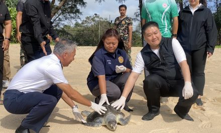 พังงา-นายอำเภอร่วมกับอุทยานฯ ปล่อยเต่าหญ้าคืนสู่หาดท้ายเหมือง หลังพบบาดเจ็บเกยตื้นรักษาหายดีแล้ว