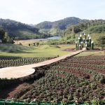 ผู้ว่าราชการจังหวัดแม่ฮ่องสอน เป็นประธานเปิดแหล่งท่องเที่ยวแห่งใหม่ ” มะเขือส้ม อัลปาก้า ชีฟฟาร์ม ”  แหล่งท่องเที่ยว Landmark แห่งใหม่