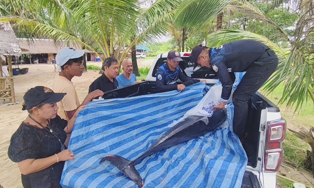 พังงา สุดเศร้าโลมาลายแถบเกยตื้นตายชายหาดบาสัก ตะกั่วป่า พบมีบาดแผลถลอกเจ้าหน้าที่คาดน่าจะเกิดจากอาการป่วยพร้อมส่งศูนย์วิจัยผ่าพิสูจน์