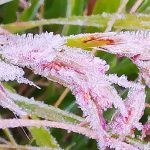 เชียงใหม่ ยอดดอยอินทนนท์ อากาศหนาวเกิดแม่คะนิ้ง อุณหภูมิต่ำสุดที่กิ่วแม่ปาน 4 องศาเซลเซียส นักท่องเที่ยวหนาแน่น