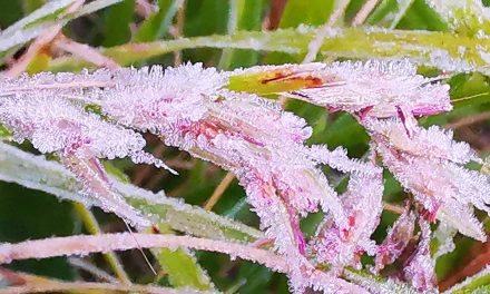 เชียงใหม่ ยอดดอยอินทนนท์ อากาศหนาวเกิดแม่คะนิ้ง อุณหภูมิต่ำสุดที่กิ่วแม่ปาน 4 องศาเซลเซียส นักท่องเที่ยวหนาแน่น