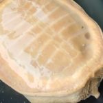 นครนายก – ชาวบ้านพบตะภาพสีทองเก็บมาเลี้ยงได้โชคชีวิตเปลี่ยน