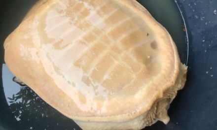 นครนายก – ชาวบ้านพบตะภาพสีทองเก็บมาเลี้ยงได้โชคชีวิตเปลี่ยน