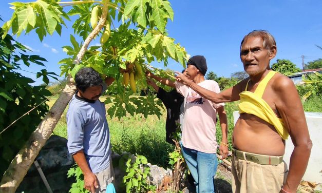 นครนายก – ชาวบ้านพากันดูมะละกอแปลกสีทองลูกดก ไม่พลาดขอเลขเสี่ยงโชค
