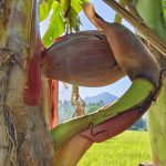 นครนายก – กล้วยน้ำว้าแปลก ออกกลางต้นแต่แทงย้อนกลับเข้าต้น