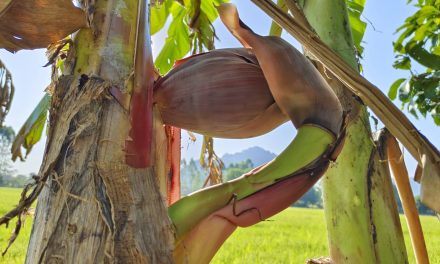 นครนายก – กล้วยน้ำว้าแปลก ออกกลางต้นแต่แทงย้อนกลับเข้าต้น