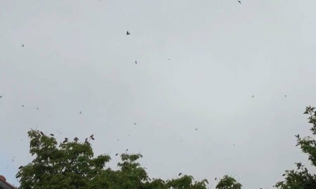 พะเยา เริ่มหนาว! อุณหภูมิลด ฝูง นกนางแอ่นโฉบเหนือท้องฟ้าสร้างสีสันรับลมเย็น