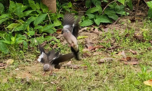พะเยา ฮือฮา! นกเขาตัวผู้ 2 ตัวเปิดศึกวางมวยแย่งพื้นที่กลางสนามหญ้า