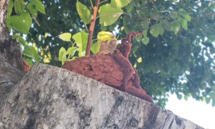 พะเยา แห่ส่อง! เศียรพญานาคโผล่บนต้นโพธิ์ 500 ปีเชื่อพญานาคเจ้ากว๊านให้โชคใหญ่