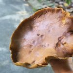 พะเยา สุดแปลก! เห็ดตับเต่ายักษ์โผล่กลางสนามหญ้าใหญ่จนต้องยกเด็กมาวัดไซซ์เทียบ