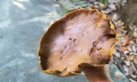 พะเยา สุดแปลก! เห็ดตับเต่ายักษ์โผล่กลางสนามหญ้าใหญ่จนต้องยกเด็กมาวัดไซซ์เทียบ