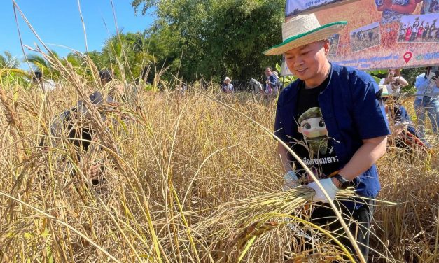 สกลนคร แม่ทัพกุ้งนำทัพเกี่ยวข้าว เผยทำมาตั้งแต่เด็กสบายๆ