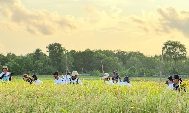พังงา  เกาะยาวจัดงาน “วันอาหารปลอดภัย ข้าวใหม่ปลามัน” ร่วมเก็บเกี่ยวข้าวในนาแปลงใหญ่ที่สุดในทะเลอันดามัน