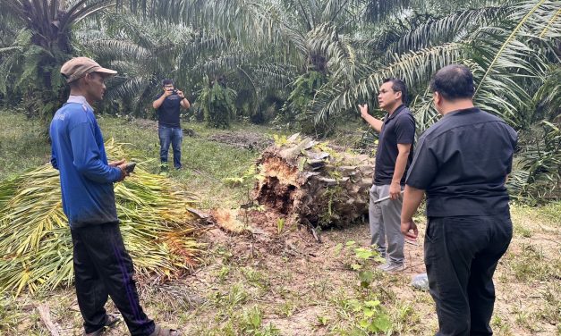 ชาวสวนปาล์มกระบี่ พบโรคลำต้นเน่าในต้นปาล์ม พบเชื้อราในดิน เกษตรกระบี่ ได้ลงพื้นที่ตรวจสอบ ทำลายเห็ด และแนะนำวิธีป้องกันและรักษา
