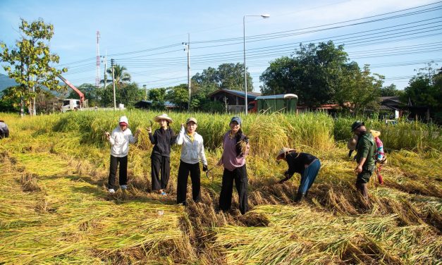 แม่ฮ่องสอน  โรงเรียนพึ่งตนเองร่วมชุมชนลงมือเกี่ยวข้าว ทำต่อเนื่องให้มีบริโภคและทุกส่วนมีส่วนร่วม
