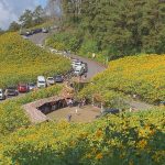 แม่ฮ่องสอน ถนนทุกสายมุ่งหน้าสู่ทุ่งบัวตองดอยแม่อูคอ