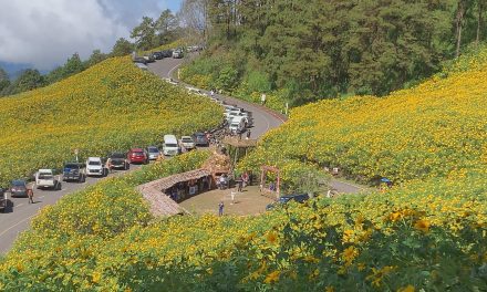 แม่ฮ่องสอน ถนนทุกสายมุ่งหน้าสู่ทุ่งบัวตองดอยแม่อูคอ