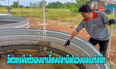 สกลนคร วิศวกรผันตัวเองมาเลี้ยงปลานิลในวงบ่อเมทัลชีทโตเร็ว สด สะอาด