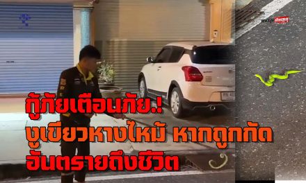 มุกดาหาร กู้ภัยเตือนภัย งูเขียวหางไหม้หากถูกกัดเป็นอันตรายถึงชีวิต
