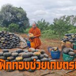 ปากช่อง พระเจ้าคณะอำเภอฯซื้อฟักทองช่วยเกษตรกร