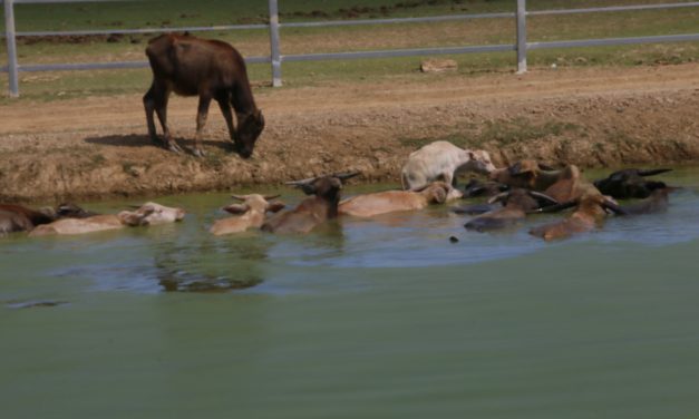 กาญจนบุรี กระบือกินกล้วยบรรยากาศชิวๆ ด้วยกลิ่นท้องทุ่ง พร้อมนั่งจิบกาแฟแลกระบือ!! ร้านคาเฟ่ดังเมืองกาญจน์บนเนื้อที่กว่า 50 ไร่