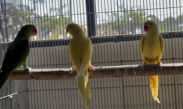 อ่างทอง หนุ่มวัย27ปี เพาะนกสวยงามนานาชนิด และเต่าซูลคาต้า ขายสร้างรายได้ 