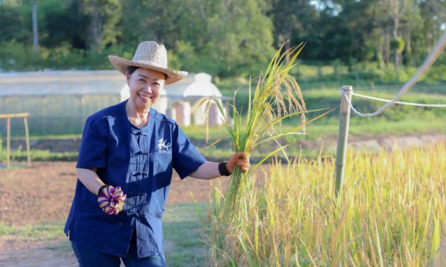พะเยา ข้าวเหนียวอนาคตใหม่! “หอม มพ.1” ผลงาน ม.พะเยา หนุนชาวนาเหนือ สร้างรายได้อย่างยั่งยืน