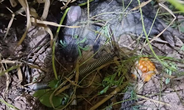 พะเยา เด็กท่าวังทองใช้เวลาว่างดักหนู ทำเมนูพื้นบ้าน สร้างทักษะชีวิตและรายได้เสริม