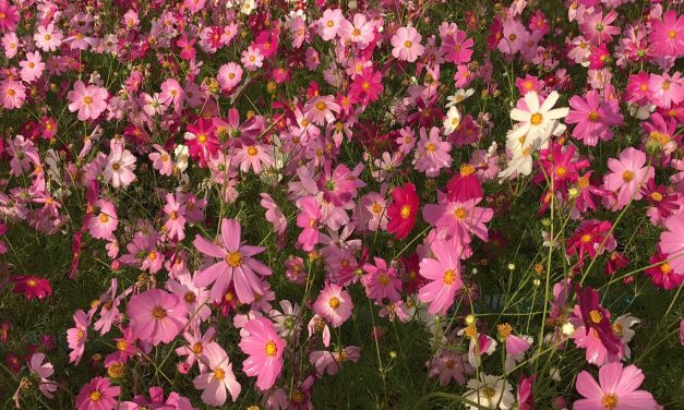 ชัยภูมิ ชาวญัฮกุรมอญโบราณชวนเที่ยวทุ่งคอสมอสใหญ่สุดในภาคอีสาน