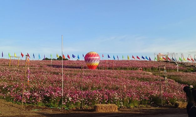 ชัยภูมิ เปิดทุ่งคอสมอส ส่งเสริมการท่องเที่ยวรับปีใหม่ 69 คึกคัก