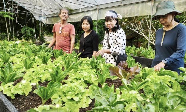 พังงา-เกษตรกรเกาะยาวน้อยปลูกผักสลัดออร์แกนิก สร้างรายได้เพิ่มป้อนร้านอาหารเพื่อสุขภาพ