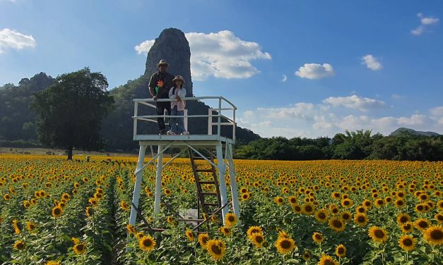 ลพบุรี  นักท่องเที่ยวคึกคักแห่ชมทุ่งทานตะวันกำลังผลิบานเหลืองอร่ามเต็มท้องทุ่ง