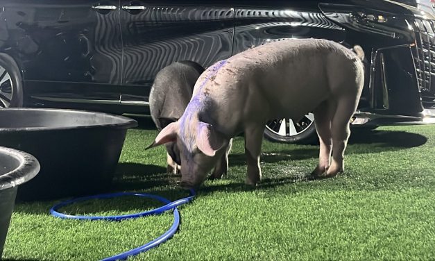 นนทบุรี ชีวิตใหม่เจ้าบุญรอด หมูรอดตาย จากน้ำท่วมหาดใหญ่ “กินหรูอยู่สบาย” หลังมีผู้ใจบุญรับดูแล