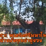 พะเยา ฮือฮา!พบต้นศรีมหาโพธิ์รูปช้างนั่งคุกเข่าชูงวง ชี้สู่วิหารวัดสันช้างหิน