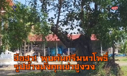 พะเยา ฮือฮา!พบต้นศรีมหาโพธิ์รูปช้างนั่งคุกเข่าชูงวง ชี้สู่วิหารวัดสันช้างหิน