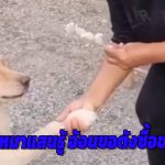 ปราจีนบุรี น้องหมาแสนรู้อ้อนขอตังซื้อขนม