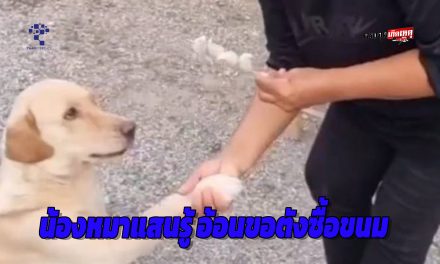 ปราจีนบุรี น้องหมาแสนรู้อ้อนขอตังซื้อขนม