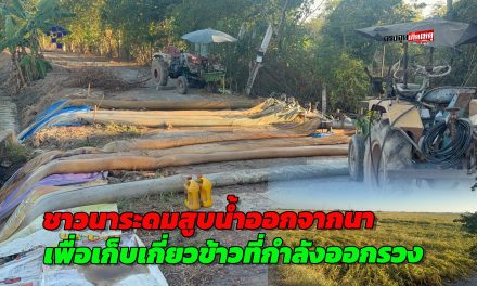 อ่างทอง ชาวนาระดมเครื่องสูบน้ำออกนาพื้นที่นาน้ำท่วมหลายพันไร่เพื่อเก็บเกี่ยวข้าวที่กำลังออกรวงสุกงอม 