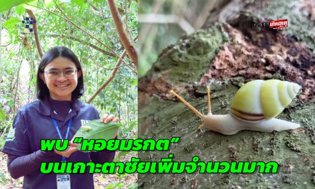 พังงา-ข่าวดีหนึ่งเดียวในโลก พบ “หอยมรกต” บนเกาะตาชัยเพิ่มจำนวนมากขึ้น สะท้อนความอุดมสมบูรณ์ผืนป่าธรรมชาติ