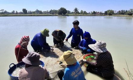 กาฬสินธุ์ กุ้งก้ามกรามขายดีเป็นประวัติการณ์ ขาดตลาดแล้ว